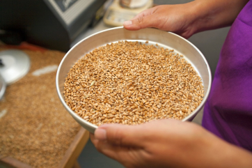 Россельхознадзор восстановит возможность экспорта пшеницы в ряд стран
